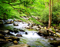 Great Smoky Mountains National Park - Greenbrier - Little Pigeon River Middle Prong