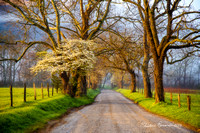 Cades Cove - Sparks Lane in the Spring